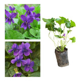 Odorata
